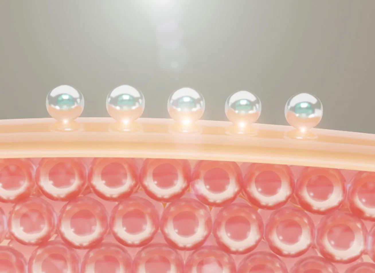 肌再生＆バリア機能強化